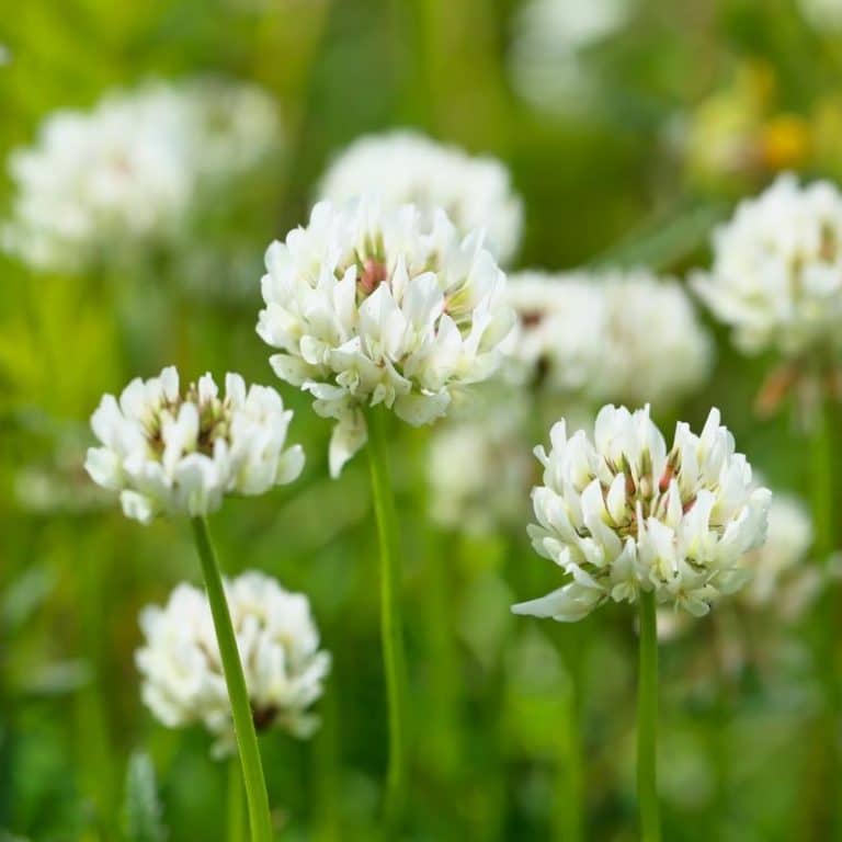 Durana (White Clover) Seed - Nixa Hardware & Seed Company