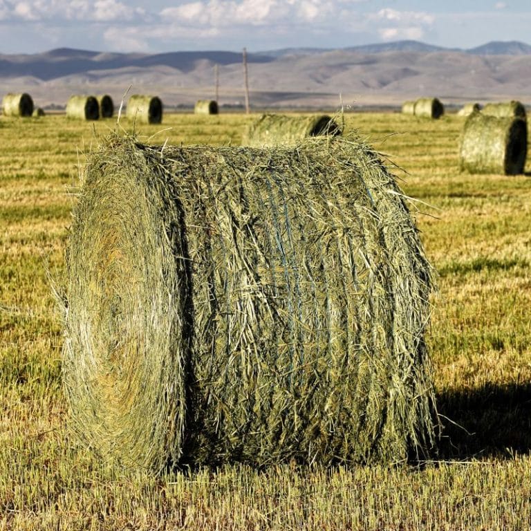 Alfalfa Growing Tips And Characteristics Nixa Hardware & Seed Company