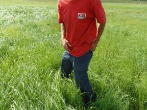 Teff Grass Seed (coated) -