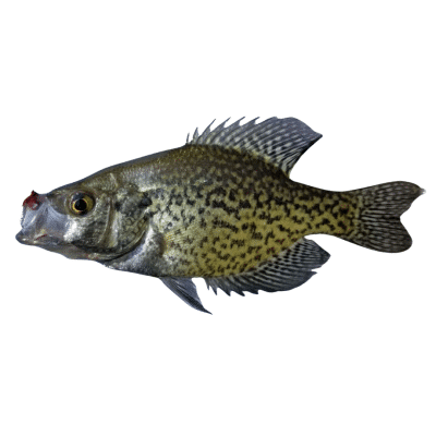 Black Crappie Fish for pond stocking