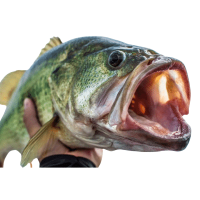 Largemouth Bass Fish for pond stocking