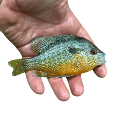 Redear Sunfish for pond stocking