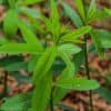 Sunn Hemp Seed