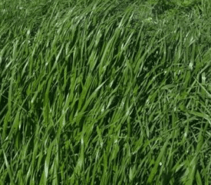 Marshall Ryegrass Seed - Nixa Hardware & Seed Company