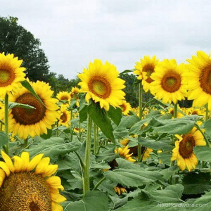 Summer Giant Seed Mix - Deer Plot Seed - 50 lb Bag -