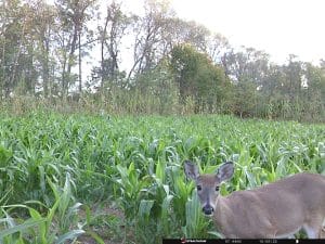 deer in a field with summer plants