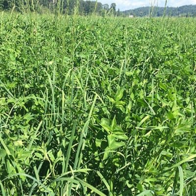 ARID ORCHARD / RED CLOVER MIX -