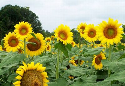 Peredovik Sunflower -