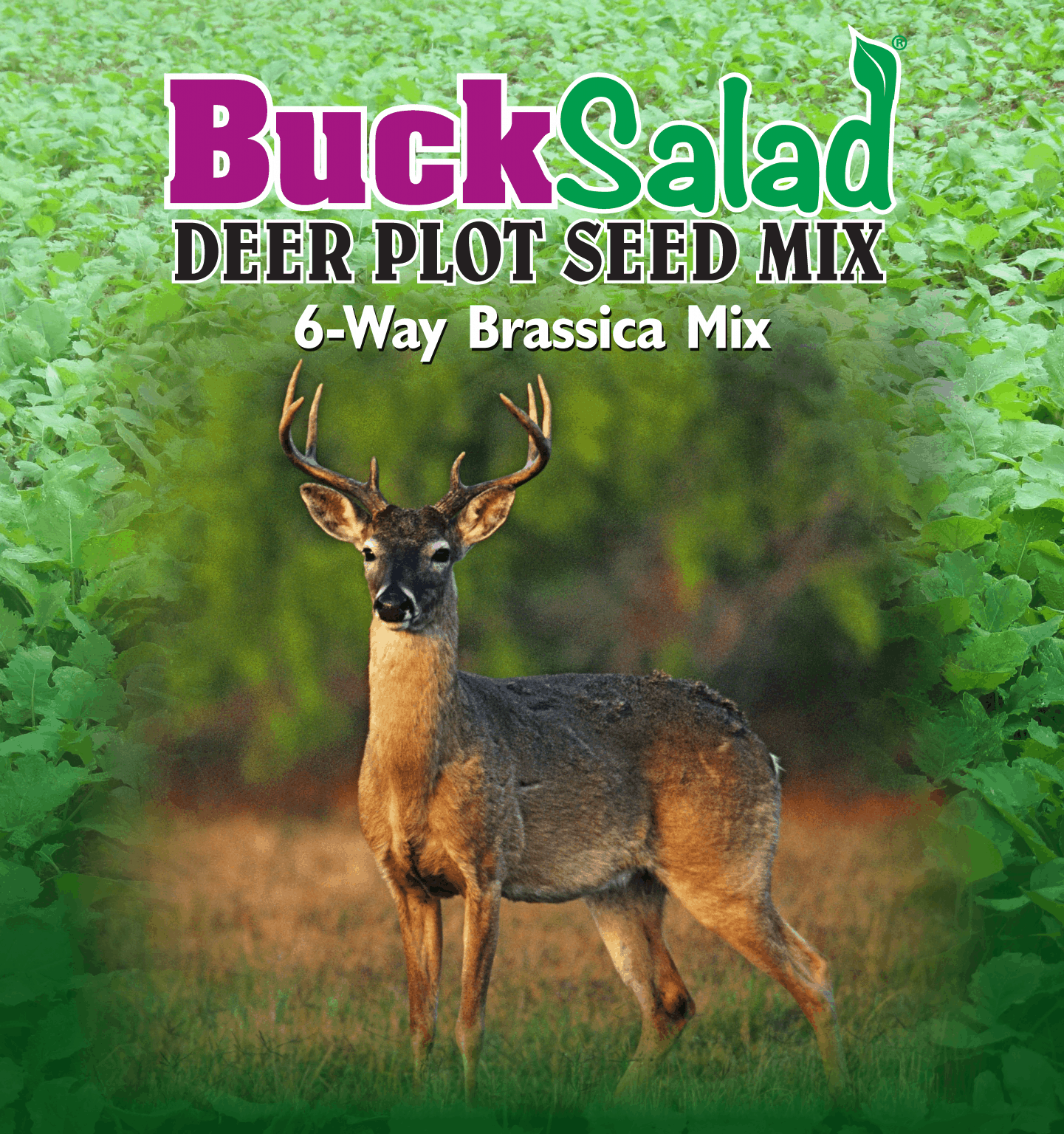 Buck Salad 6way Brassica Deer Plot Mix Nixa Hardware & Seed Company