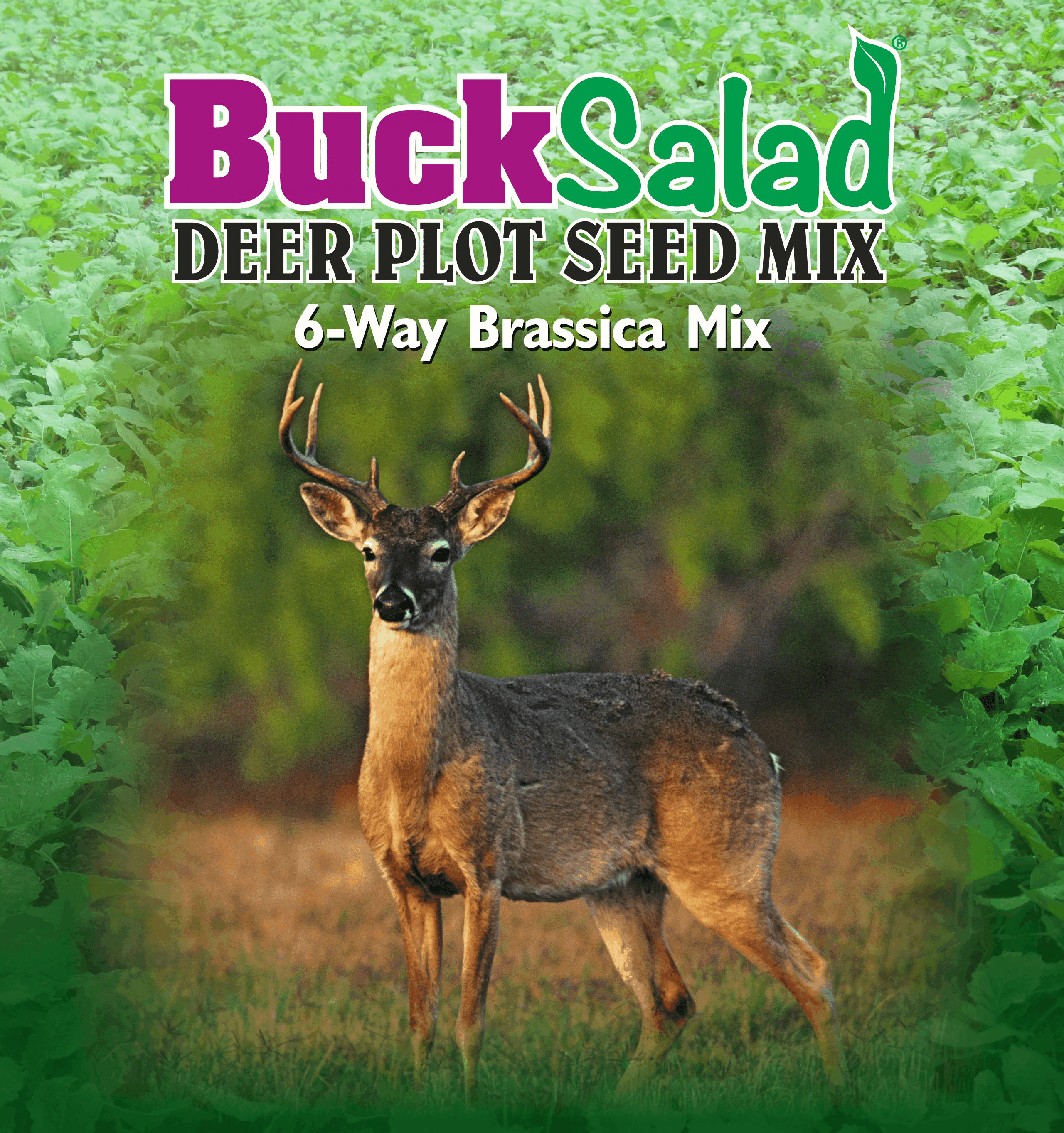 Buck Salad 6-way Brassica Plot Mix Hardware & Seed Company