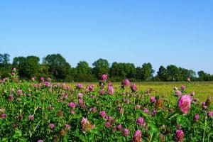 Mammoth Red Clover Seed -