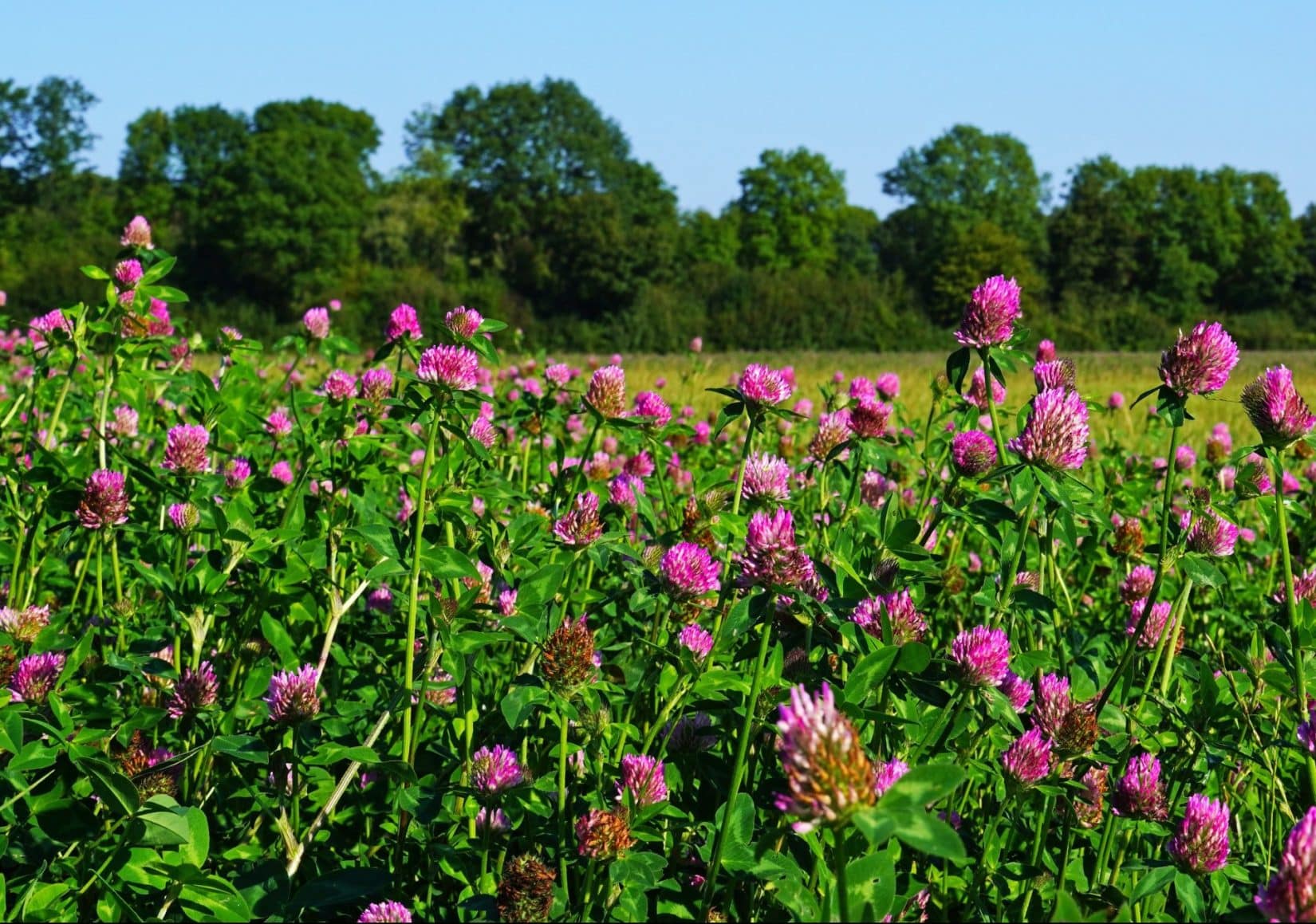 All Good Things Seed Clover Seed Collection - 3