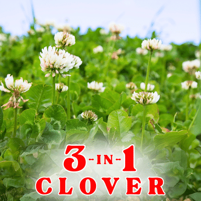 3 In 1 Clover Seed Mix Custom Blend at Nixa Hardware & Seed Co