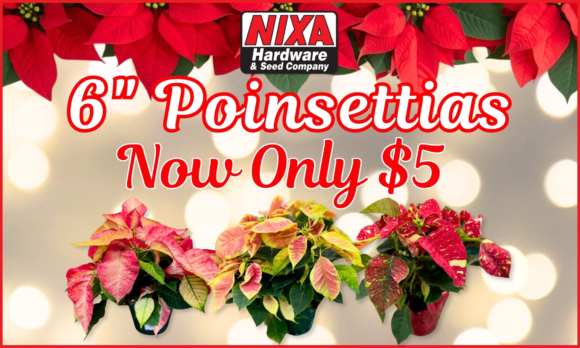 6 Poinsettias $5 Sale 2025