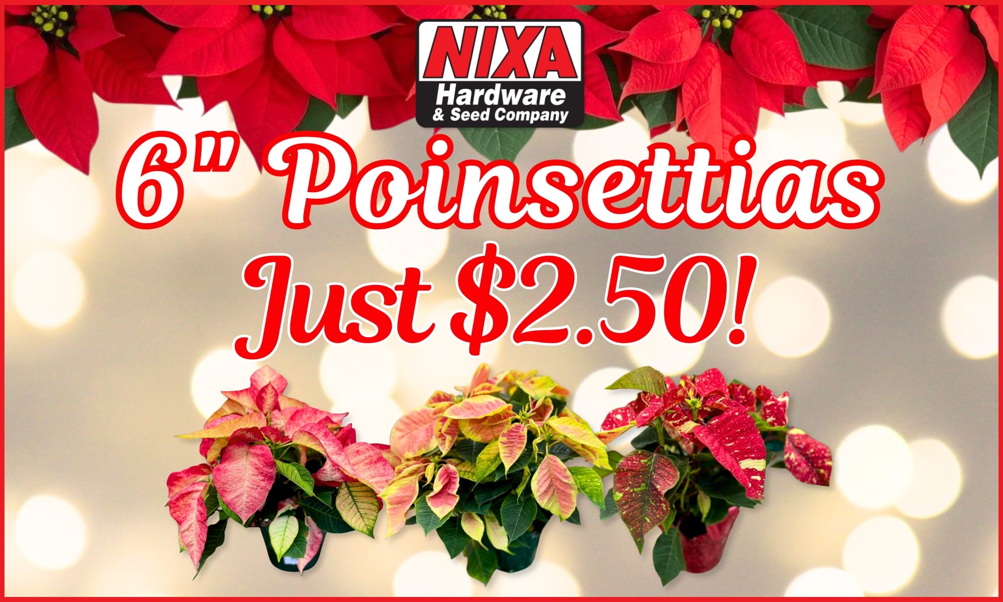 6 Poinsettias $2.50 Sale 2025 (2)