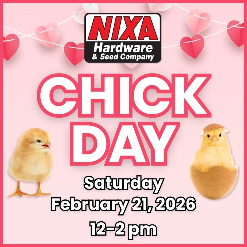 Chick Day 2-2126 Social Graphic (800 x 800 px)