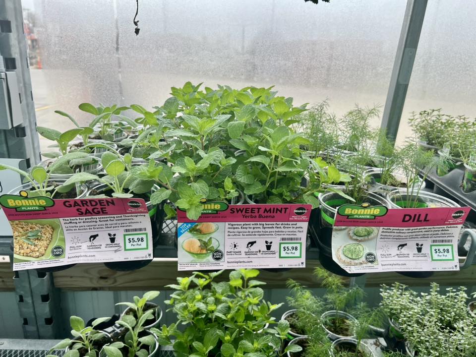 Spring plants arrival