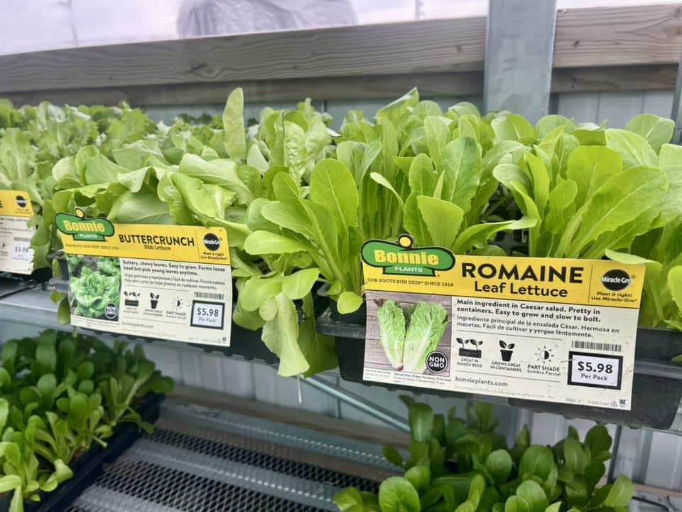 Spring plants arrival