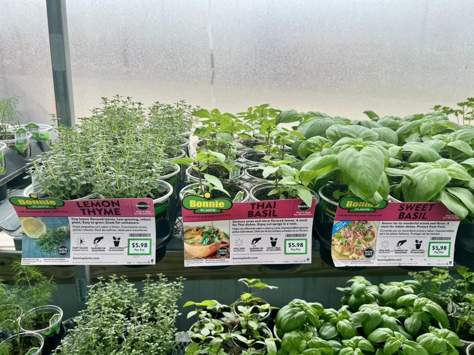 Spring plants arrival